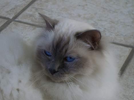 Hellig Birma Mika (Mikaros De Shattea) billede 17