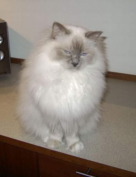 Hellig Birma Mika (Mikaros De Shattea) billede 18