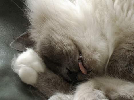 Hellig Birma Linnea´s Cherrié - Sover gerne med tungen ud af flaben... Det´ deeeeejligt. billede 9