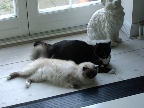 Hellig Birma Linnea´s Cherrié billede 11