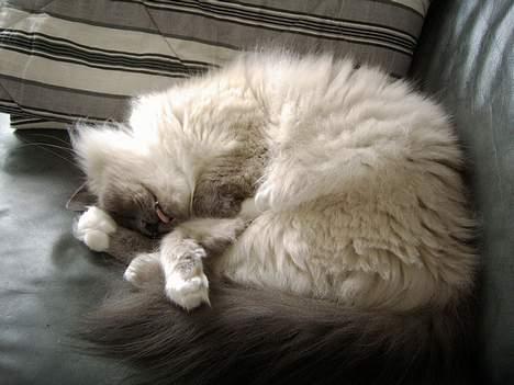 Hellig Birma Linnea´s Cherrié billede 13