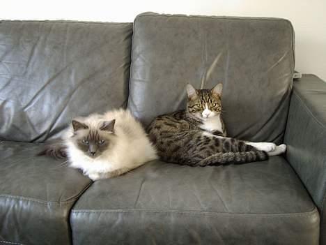 Hellig Birma Linnea´s Cherrié - Min næstbedste ven, Aslan. Han er er iøvrigt græker...  billede 14