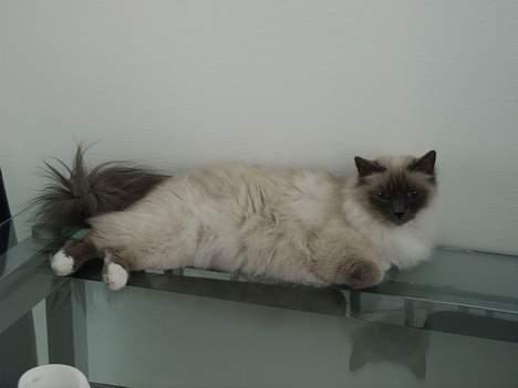 Hellig Birma Linnea´s Cherrié - Slænger mig lige på glasbordet. Godt råd - køb IKKE glasbord når du har kat !! :o) billede 15