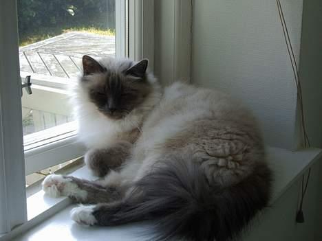 Hellig Birma Linnea´s Cherrié billede 16