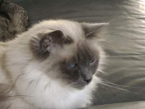 Hellig Birma Linnea´s Cherrié billede 17