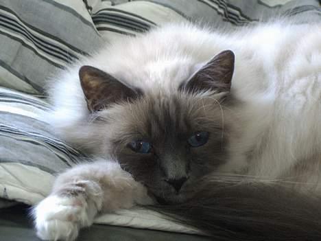 Hellig Birma Linnea´s Cherrié - Putter.... Mmmm.... billede 18