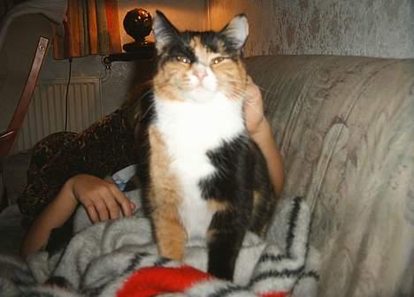 Huskat Gizmo billede 11