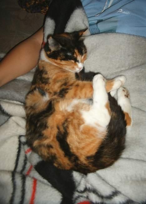 Huskat Gizmo billede 12