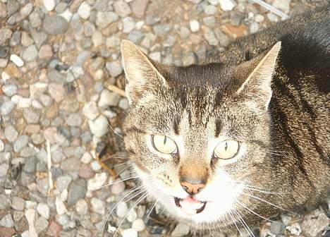 Blanding af racer Mille *død* - Miav ,,  billede 8