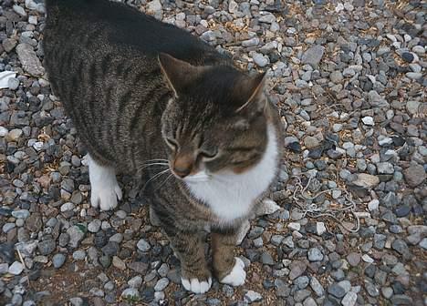 Blanding af racer Mille *død* - Labre Lave billede 9