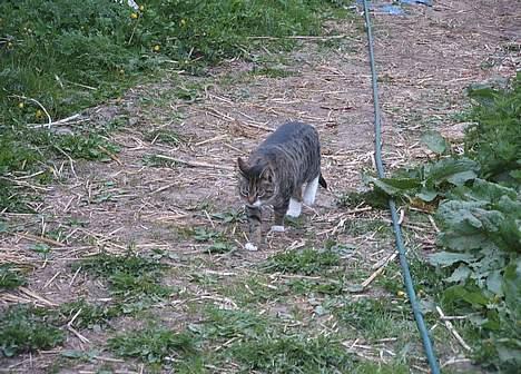Blanding af racer Mille *død* - Her kommer jeg  billede 10