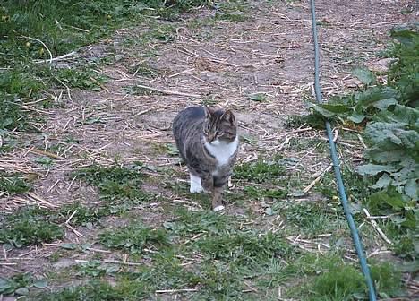 Blanding af racer Mille *død* - Hva´ var det =? billede 11