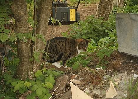 Blanding af racer Mille *død* - Den farlige Vildkat billede 12