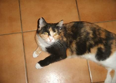 Huskat Gizmo billede 14