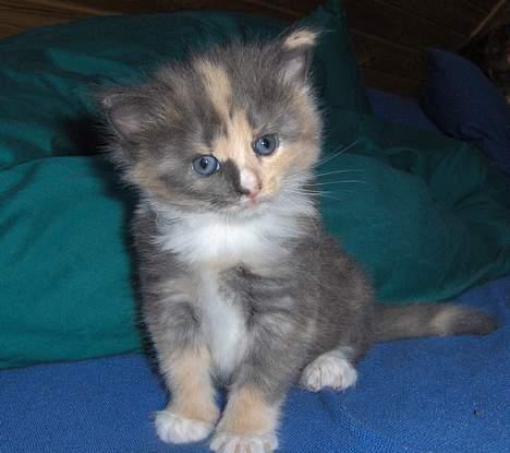 Norsk Skovkat Mischa - ca. 4 uger, 510g billede 6