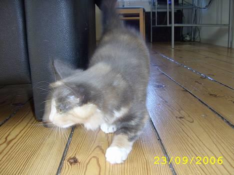 Norsk Skovkat Mischa - Der er fart på når jeg leger ;) billede 7