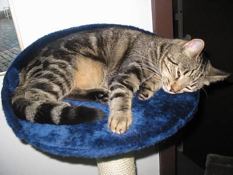 Huskat Tulle billede 1