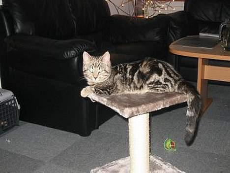 Huskat Tulle billede 2