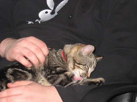 Huskat Tulle billede 3