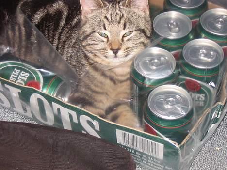 Huskat Tulle - Hun er en rigtig øl kat, eller noget :) Men hun elsker jo kasser... billede 4