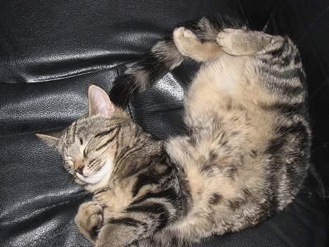 Huskat Tulle - Hun ligger på de mærkeligeste måder... billede 5