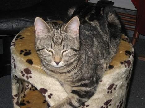 Huskat Tulle billede 6