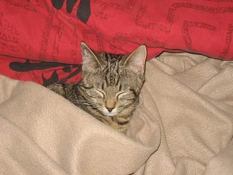 Huskat Tulle - Tulle ligger bare og sover, dagen efter hun blev steriliseret.. billede 7