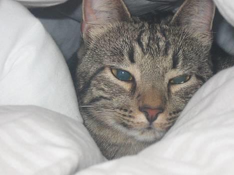 Huskat Tulle billede 8