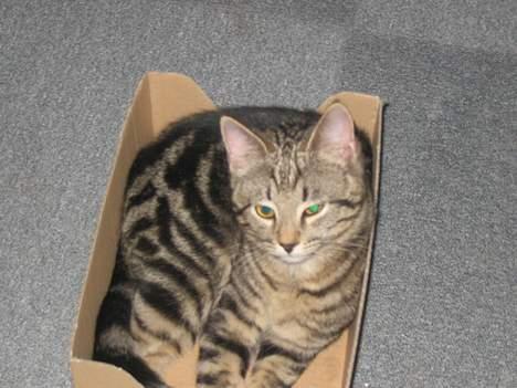 Huskat Tulle - Som sagt, hun elsker kasser :) billede 9