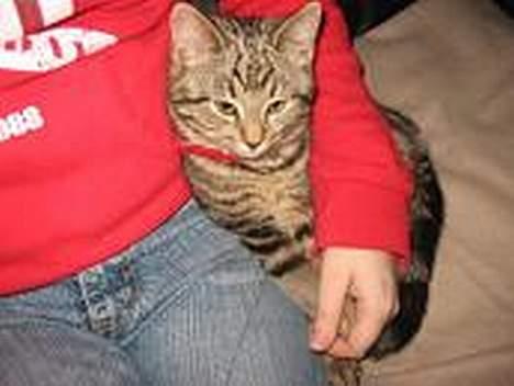 Huskat Tulle - Tulle, da hun var killing.. billede 10