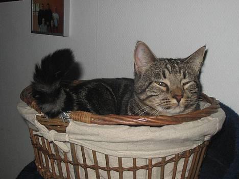 Huskat Tulle billede 13