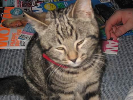 Huskat Tulle - Hun ser noget "skæv" ud ;) billede 14