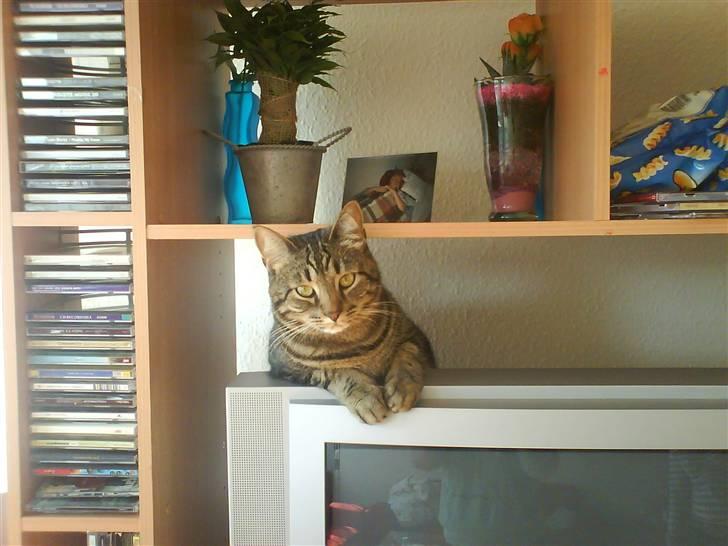 Huskat Tulle billede 15