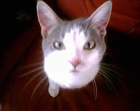 Huskat Mini-Baloo - "Hey se mig jeg er dejlig!!!" billede 1