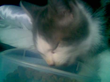 Huskat Mini-Baloo - Det allerførste billede af Mini-Baloo...næsten lige da jeg havde fået ham... billede 4