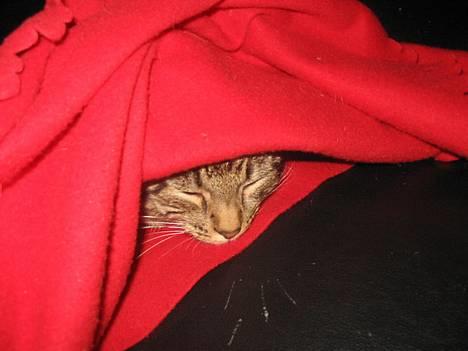 Huskat Tulle billede 17