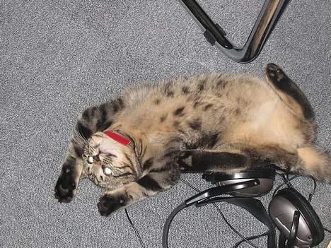 Huskat Tulle billede 18