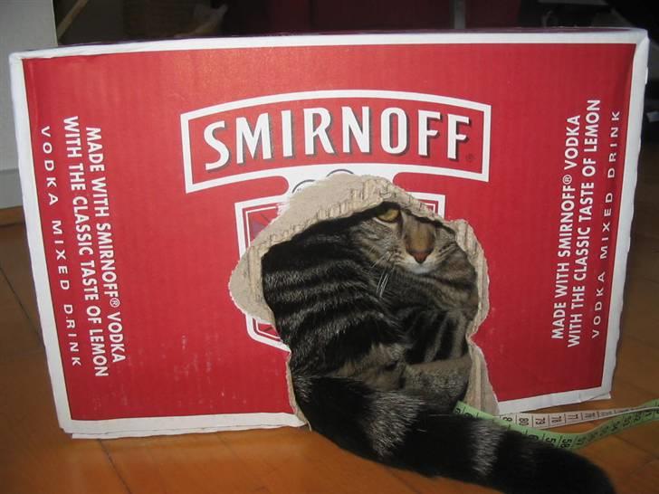 Huskat Tulle - Nyt billede af Tulle... billede 19