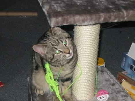 Huskat Tulle - Tulle er i legehumør.. billede 20