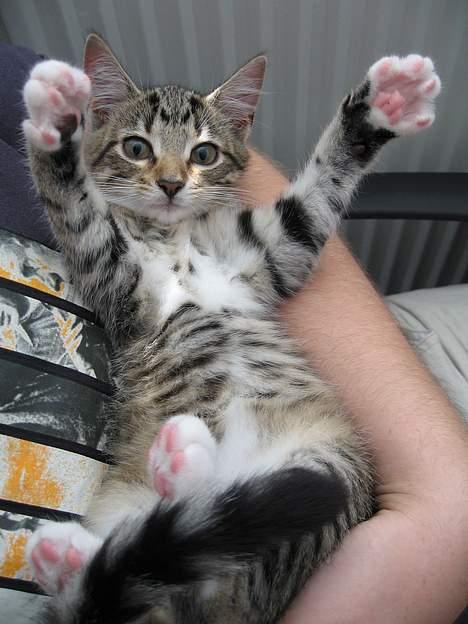 Huskat Mini billede 19