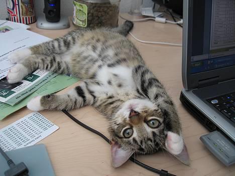 Huskat Mini billede 20