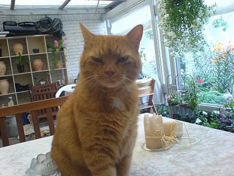 Huskat Garfield - Garfield på havebordet... billede 1