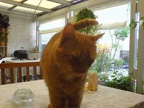 Huskat Garfield - Snak med mig! billede 3