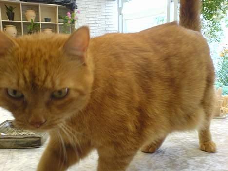 Huskat Garfield - Så er det snakketid... billede 4