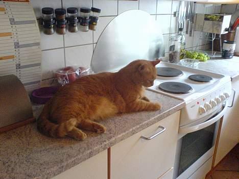 Huskat Garfield - Slapper lige af på køkkenbordet... billede 5