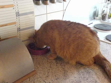 Huskat Garfield - Så er det madtid... billede 6