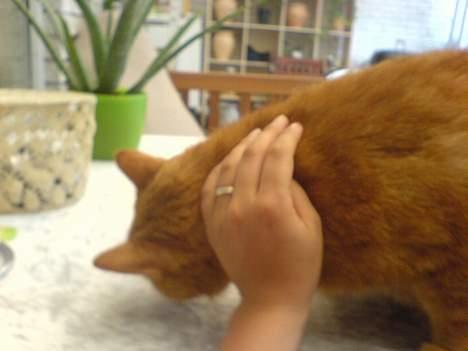 Huskat Garfield - Kælemis... billede 7