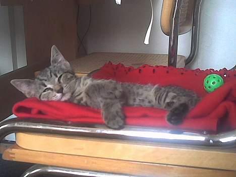 Europé Miss Molly ***R.I.P*** - en lille lur efter maden billede 1