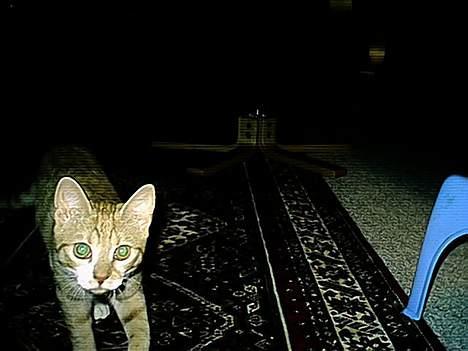 Huskat bella - bella som lille billede 13