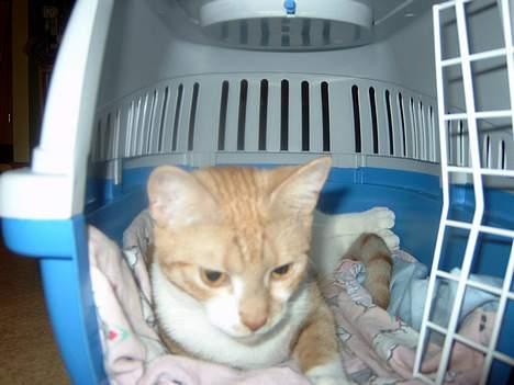 Huskat bella - heii mor her er jeg så.. billede 14